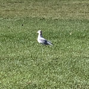 Meet your Posher, Meridian